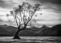 769 - lone tree - DAVIDSON Jenny - australia